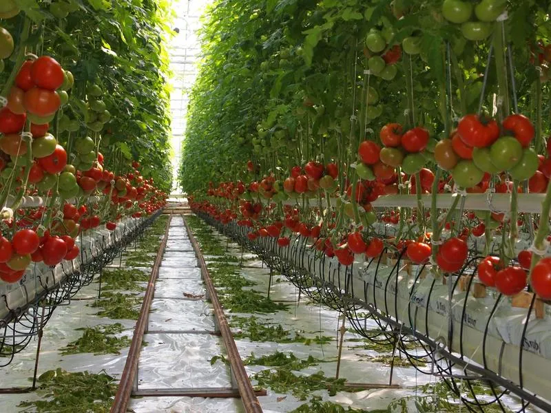 Czy pomidory szklarniowe mają szansę w gruncie? Oto, co warto wiedzieć!