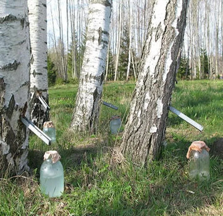 Czy sok z brzozy przypomina smak wody? Odkryj prawdę!