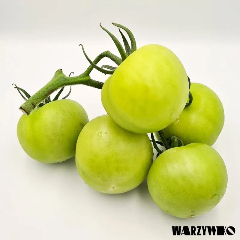 Czy zerwany zielony pomidor ma szansę na dojrzałość? Oto, co warto wiedzieć!