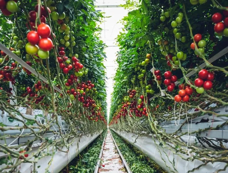 Idealny moment na wysadzenie pomidorów do tunelu – co warto wiedzieć?