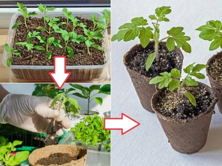Jak skutecznie i z pasją pikować pomidory – sprawdzone metody i porady