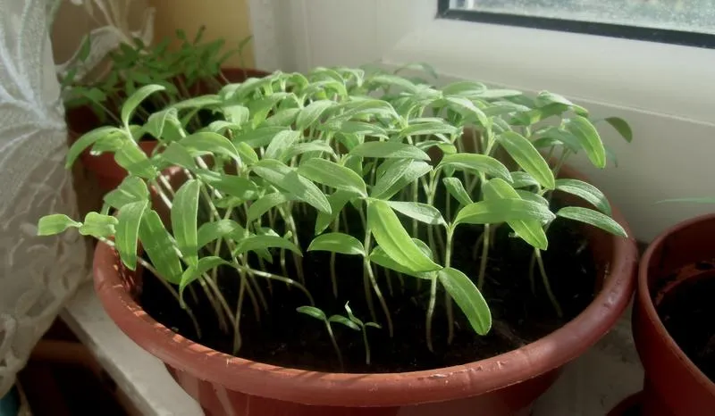 Kiedy najlepiej zrobić rozsadę pomidorów dla obfitych plonów?