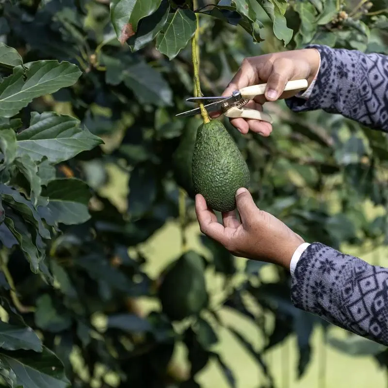 Odkrywając smak dojrzałego awokado: co czyni je wyjątkowym?