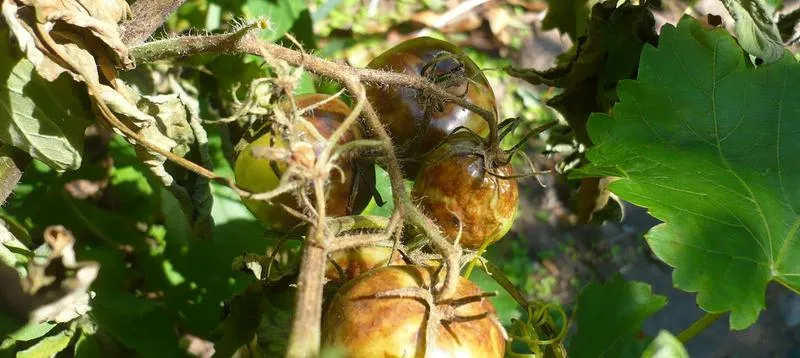 Pomidory pod siecią zarazy – jak rozpoznać i zwalczyć problem?