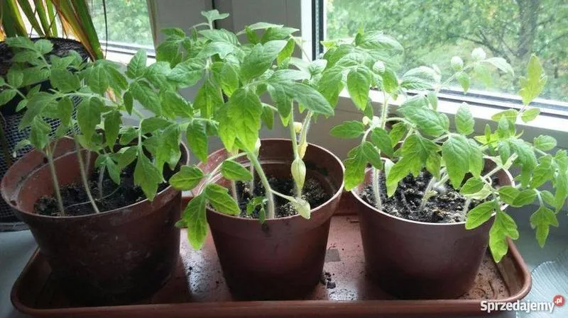 Przewodnik po odróżnianiu sadzonek pomidorów koktajlowych – na co zwrócić uwagę?