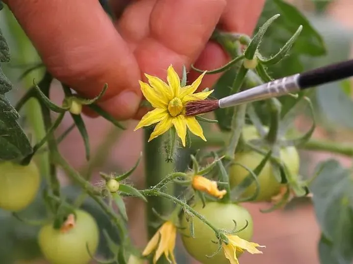 Skuteczne metody zapylania pomidorów pod folią, które zwiększą plony
