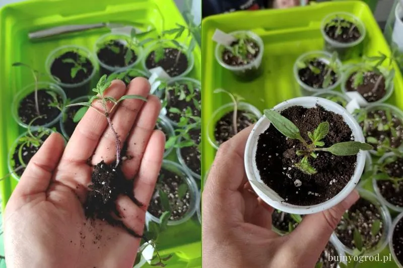 Czas kiełkowania nasion pomidora