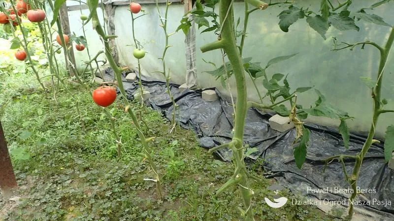 Diagnostyka liści pomidora