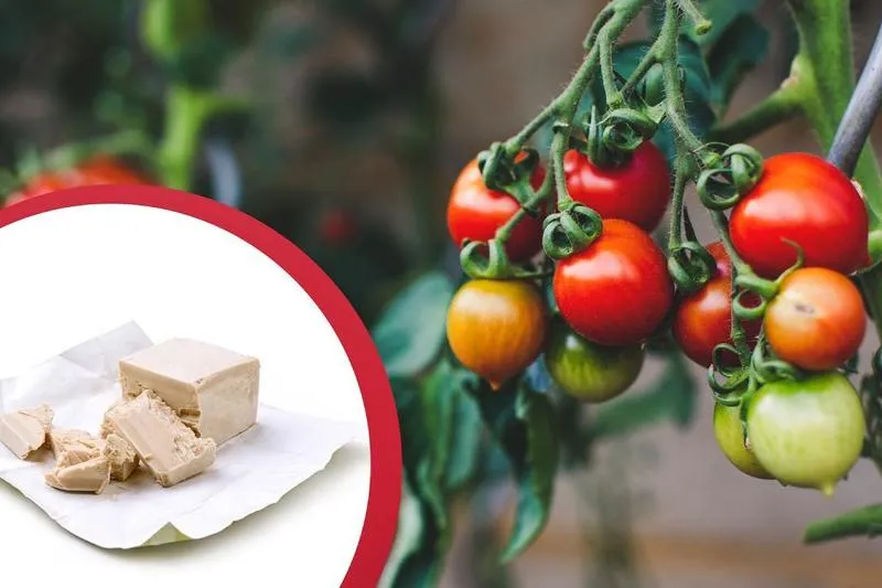 Ekologiczne preparaty do oprysków pomidorów