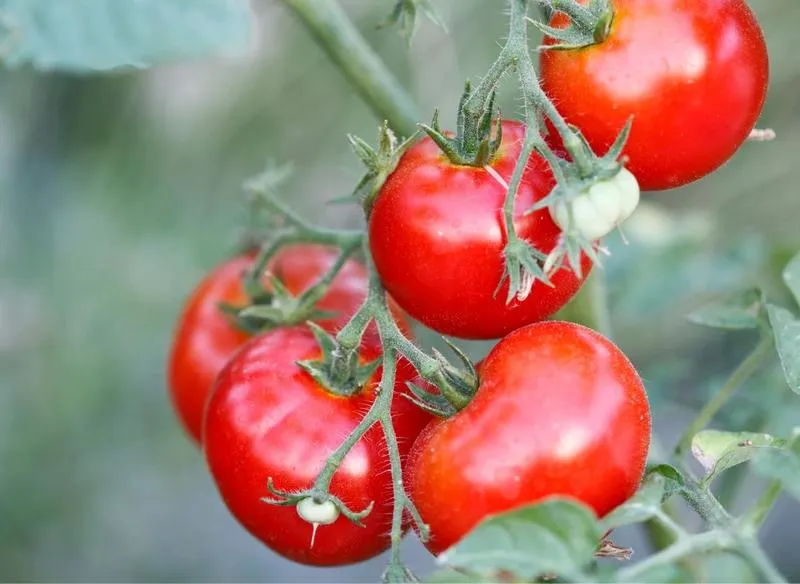 Hartowanie sadzonek pomidorów