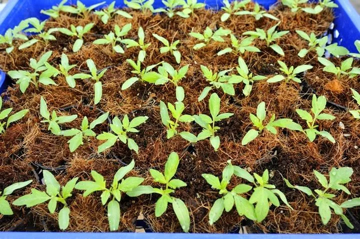 Idealne warunki kiełkowania pomidorów