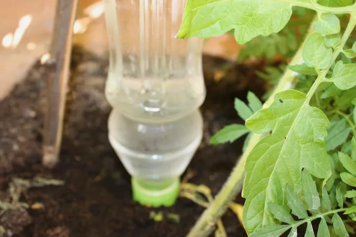 Jak często podlewać pomidory w różnych fazach wzrostu