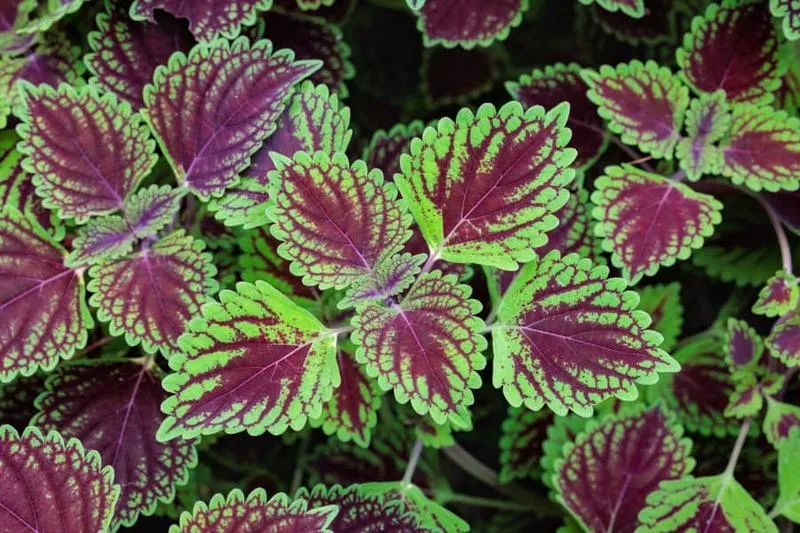 Jak przygotować gnojówkę z pokrzyw