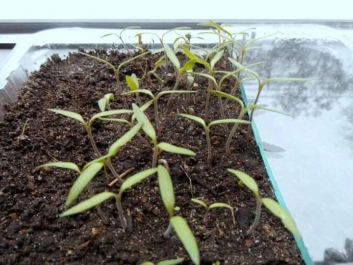 Jak przyspieszyć kiełkowanie pomidorów