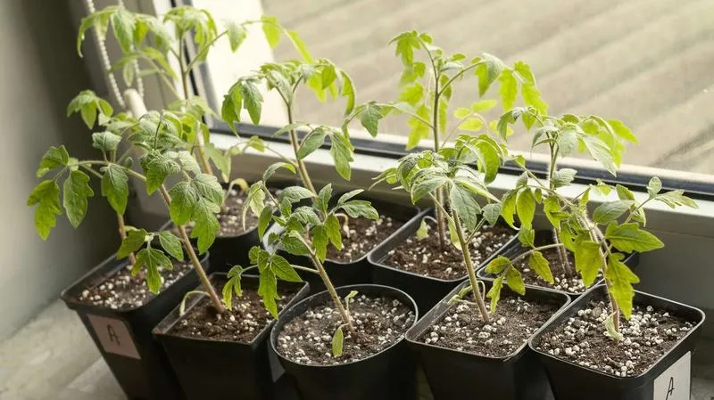 Kiedy sadzić pomidory