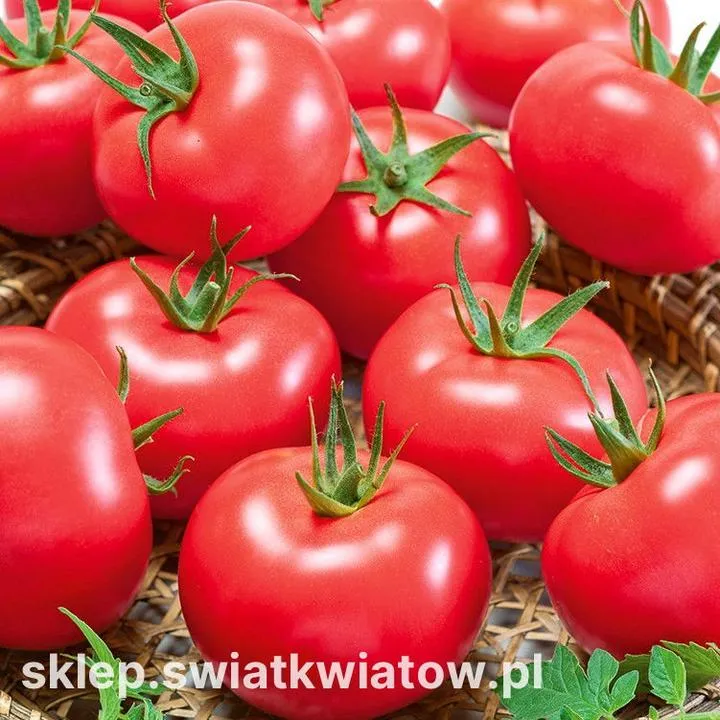 Malinowy król pomidorów