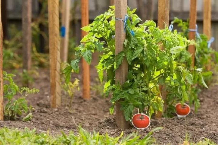 Materiały na podpory do pomidorów