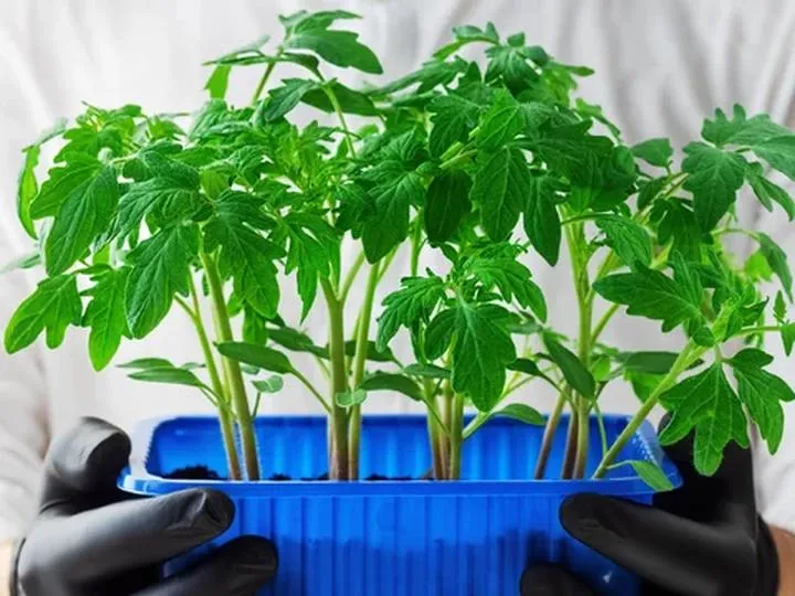 Metody hartowania pomidorów