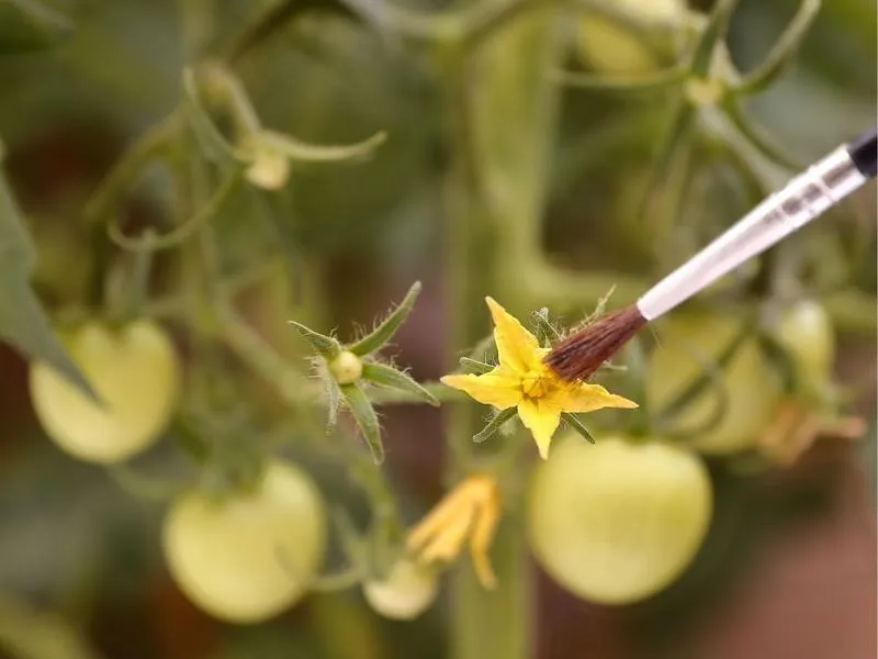 Naturalne zapylacze w uprawie pomidorów