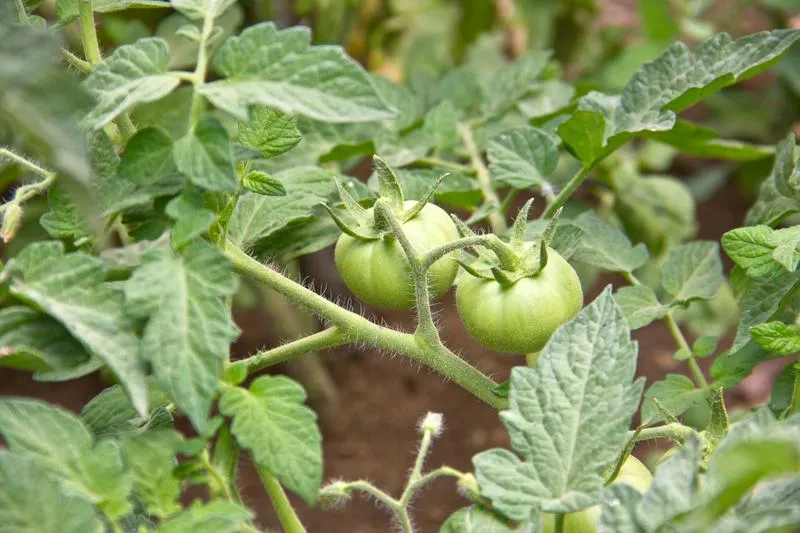 Odmiany liści pomidora