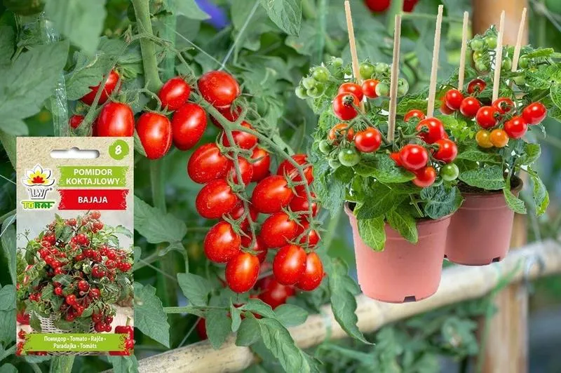 Odmiany pomidorów Bajaja