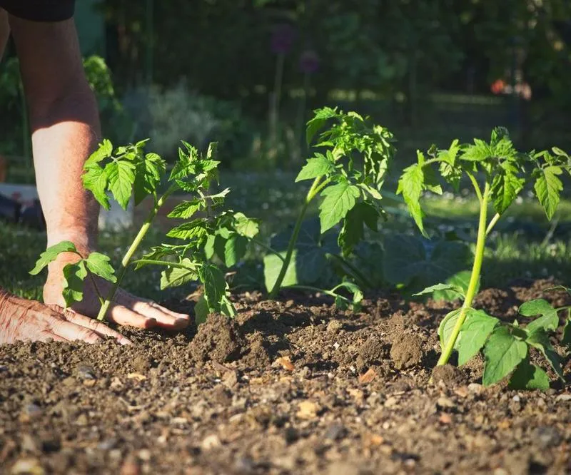 Odmiany pomidorów do uprawy w tunelu