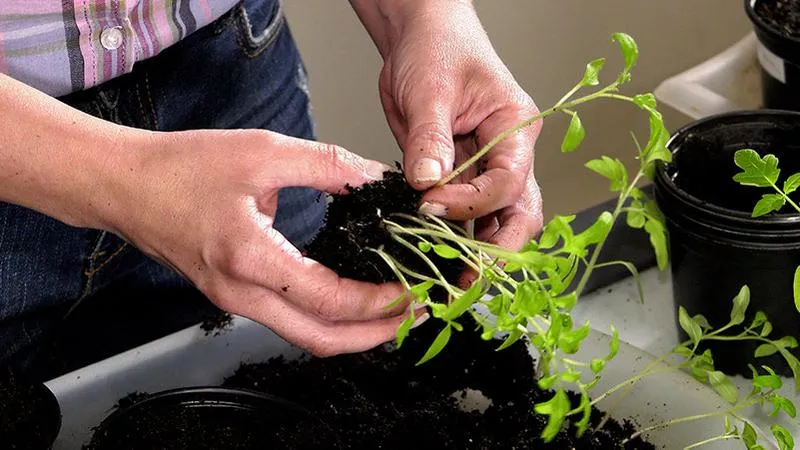 Pikowanie pomidorów