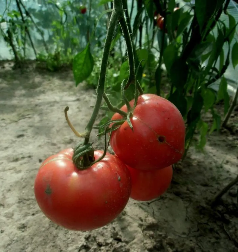 Pleśń na pomidorach