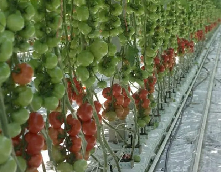 Porównanie uprawy szklarniowej i gruntowej