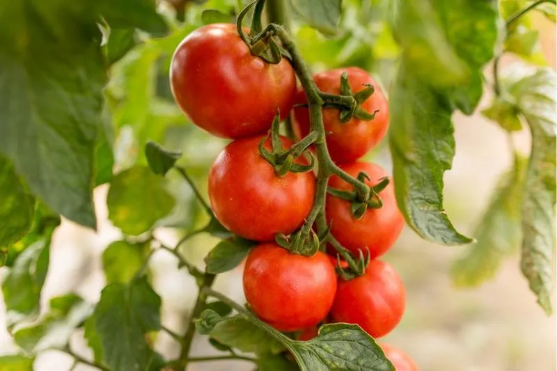 Problemy ze wzrostem pomidorów po pikowaniu