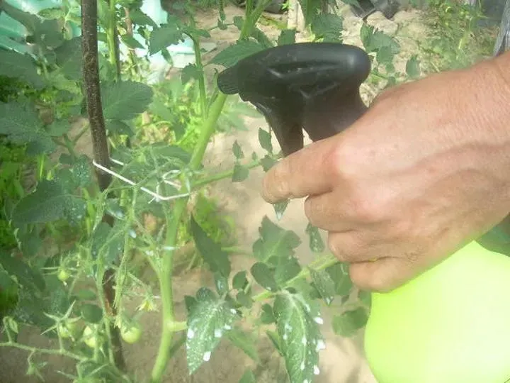 Pryskanie pomidorów po posadzeniu