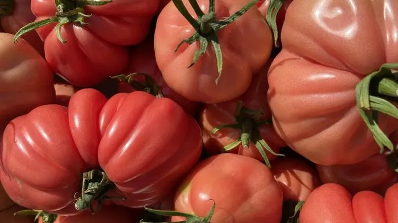 Przyczyny braku owocowania pomidorów