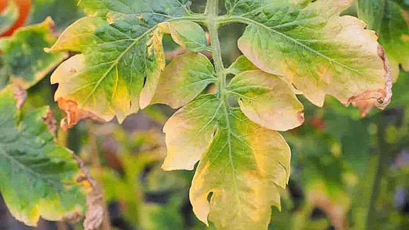 Przyczyny żółknięcia liści pomidorów