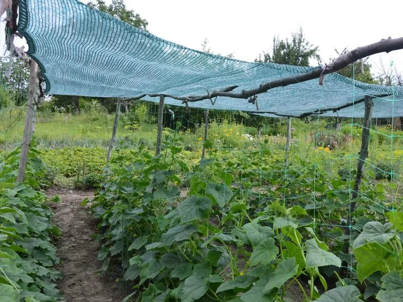 Rośliny towarzyszące pomidorom