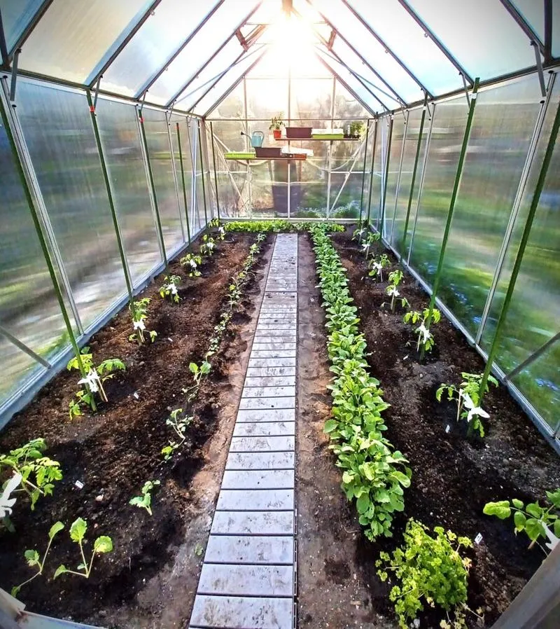 Sadzenie pomidorów w szklarni