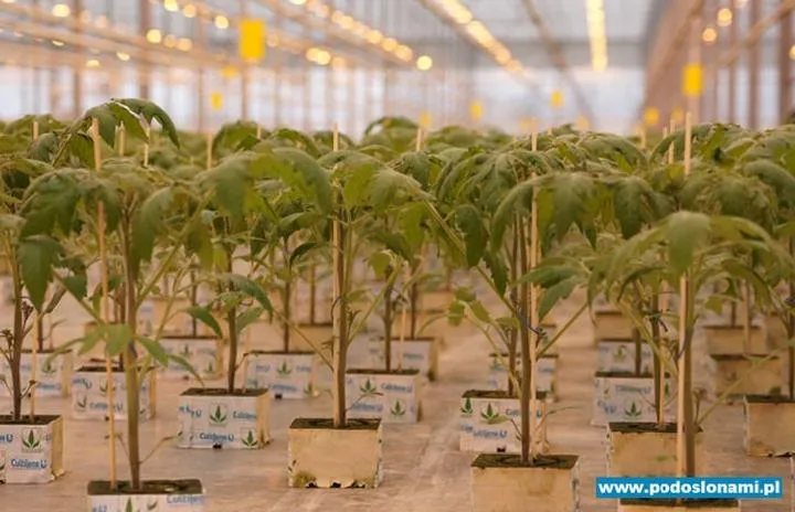 Siew pomidorów a przymrozki