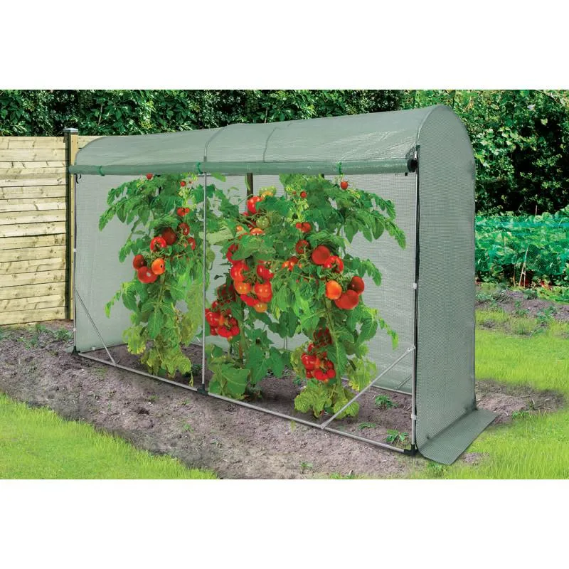 Termin wysadzania pomidorów w tunelu