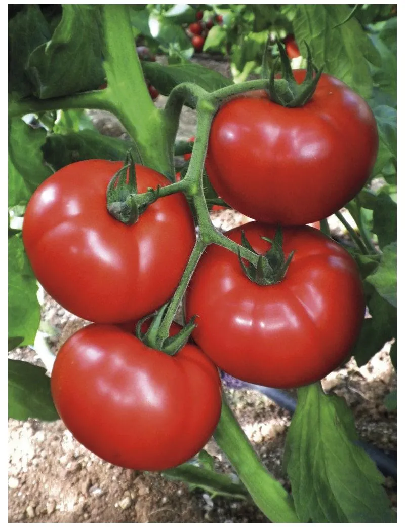 Terminy sadzenia pomidorów