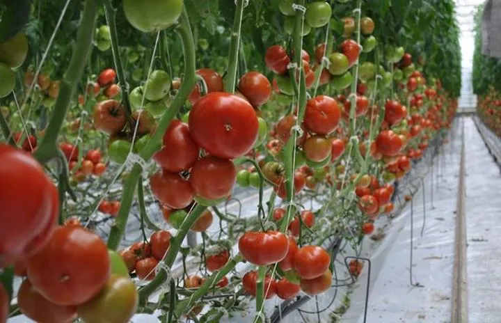 Uprawa pomidorów w gruncie