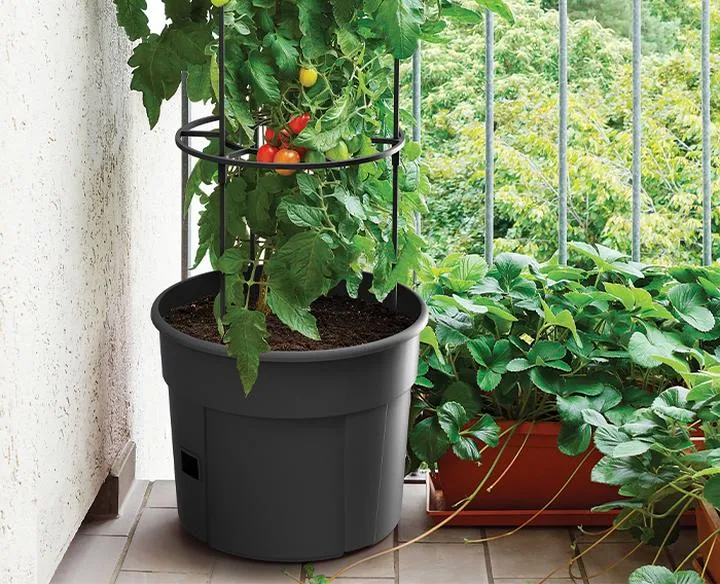 Warunki wzrostu siewek pomidorów