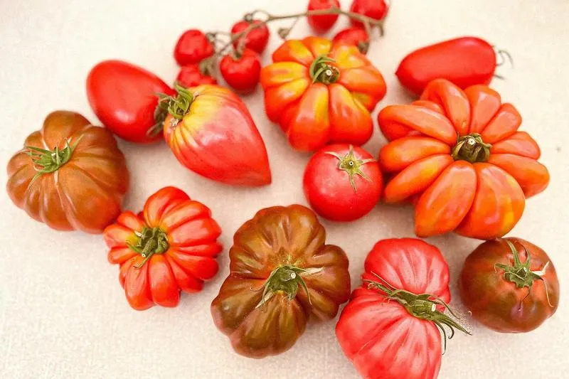 Zawartość potasu w pomidorach