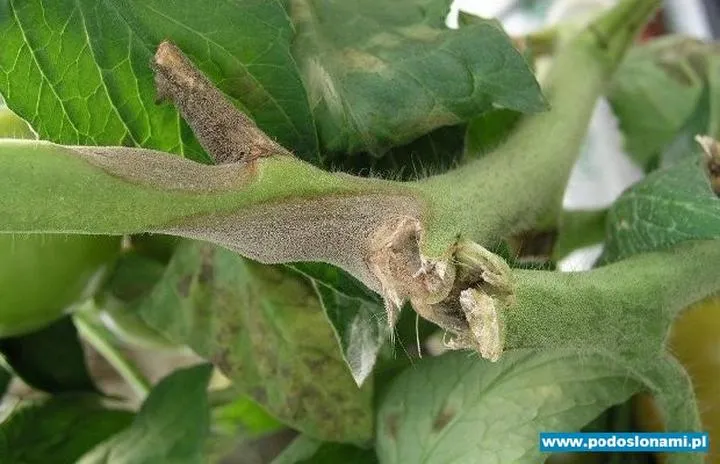 Zdrowie i bezpieczeństwo żywności