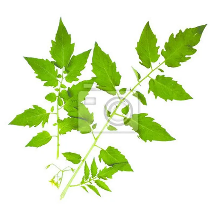 Zdrowotność roślin pomidora